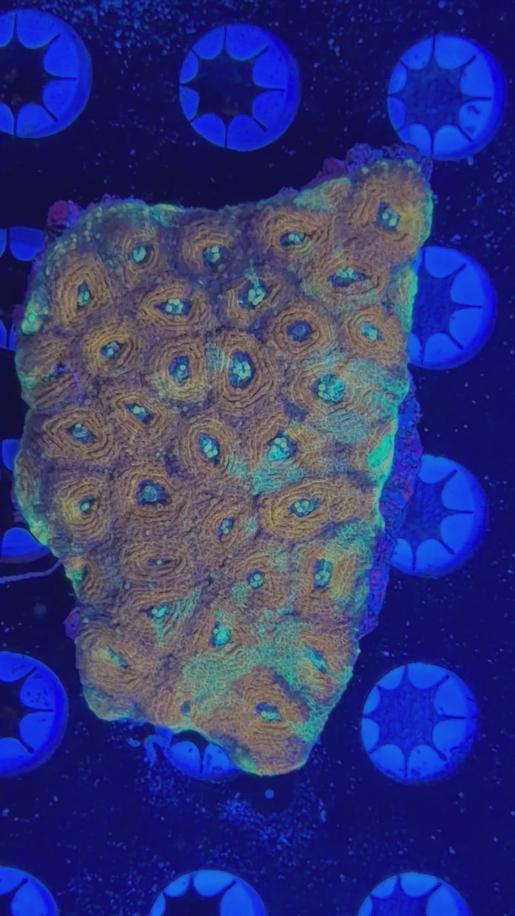 Echinata Colony