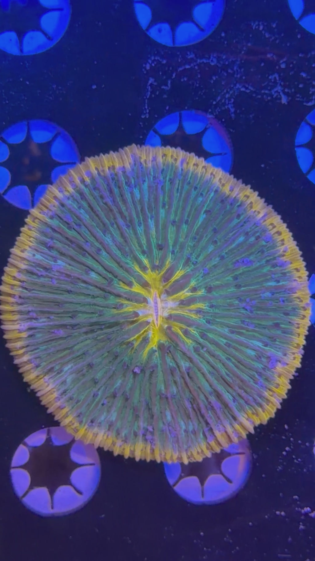 Multi Color Plate Coral